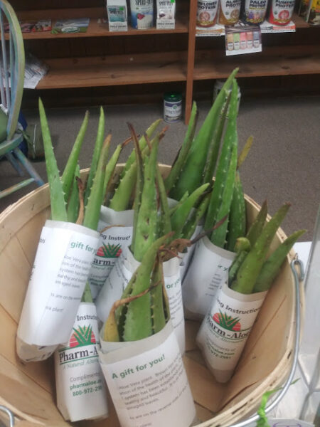 marietta ga aloe vera