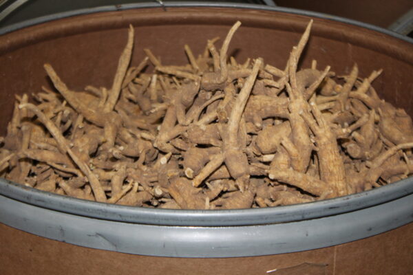 ginseng roots